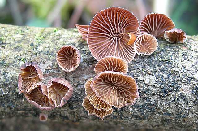 La valle dei funghi sconosciuti